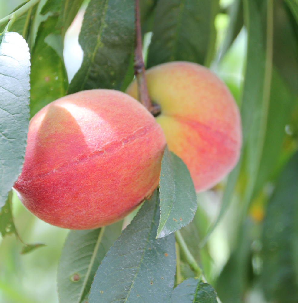 Seasonal Forecast SC Peach Council